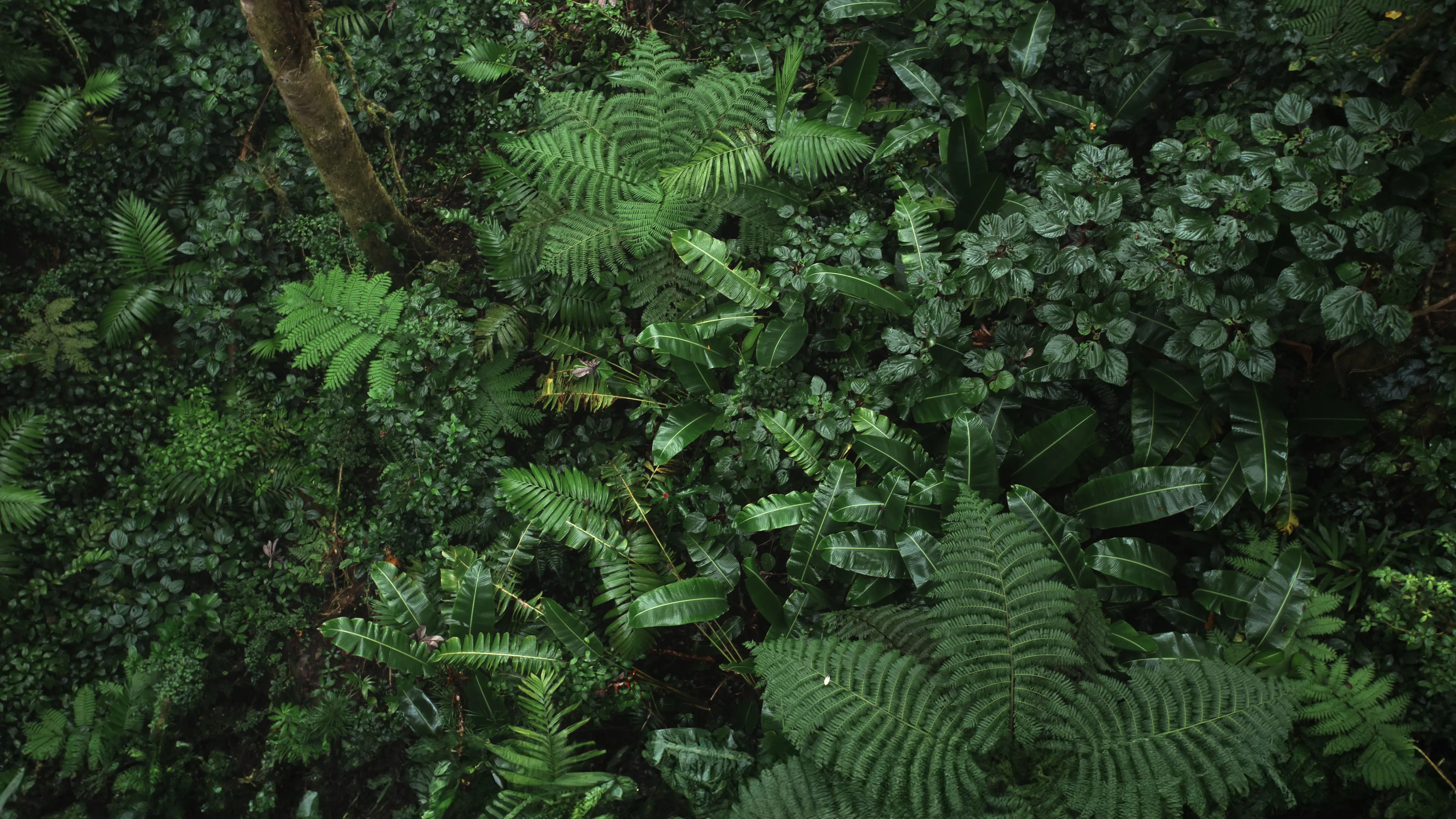 Green leafs in the jungle Costa Rica