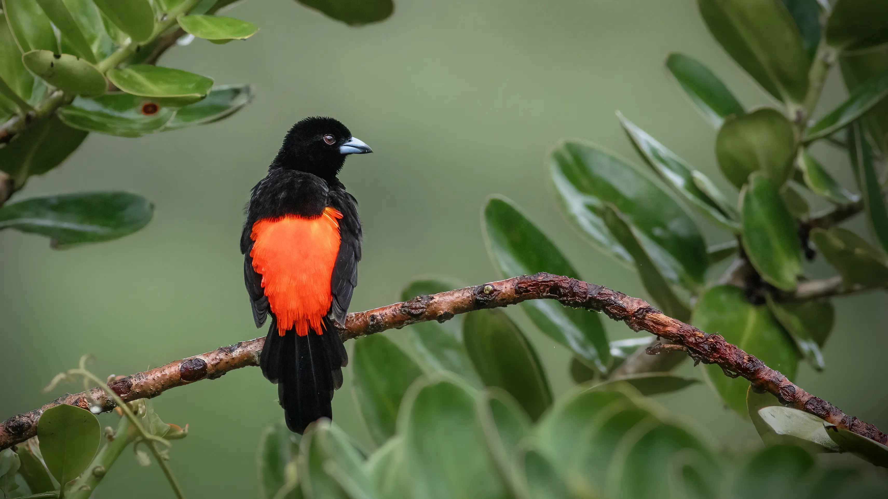 Sargento bird Costa Rica