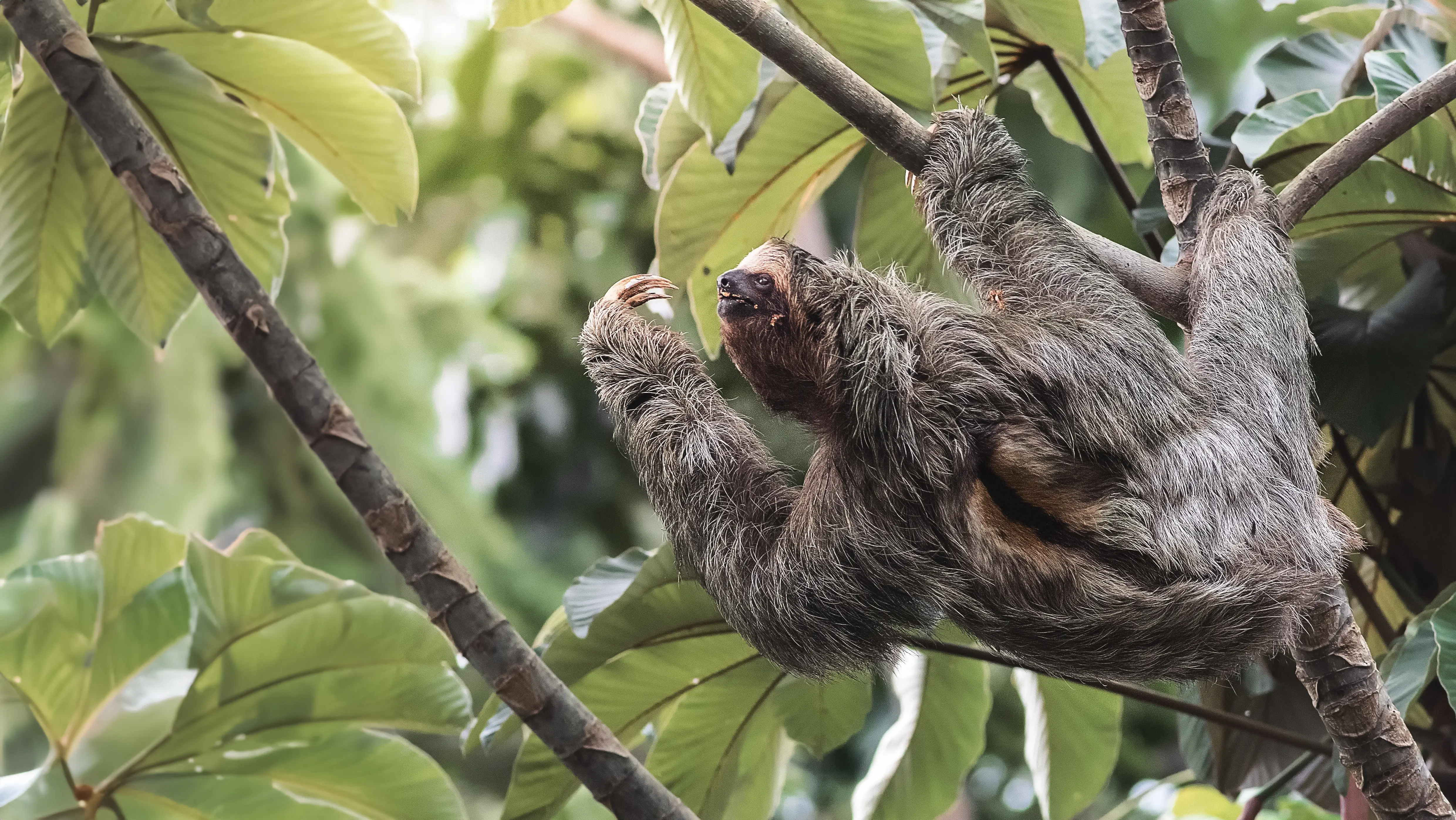 Sloth hanging under tree palm Costa Rica