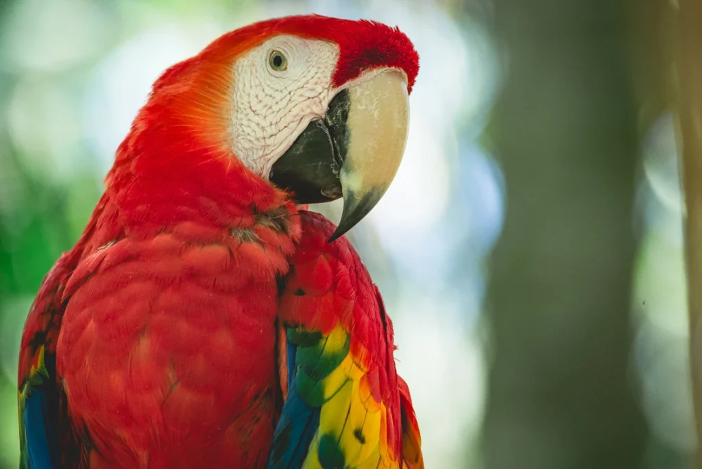 Close-up-of-red-Guacamaya-Costa-Rica-1