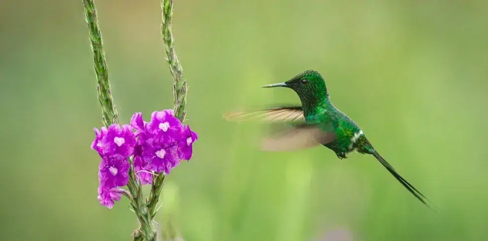 Flying humminbird next to purple flower Costa Rica
