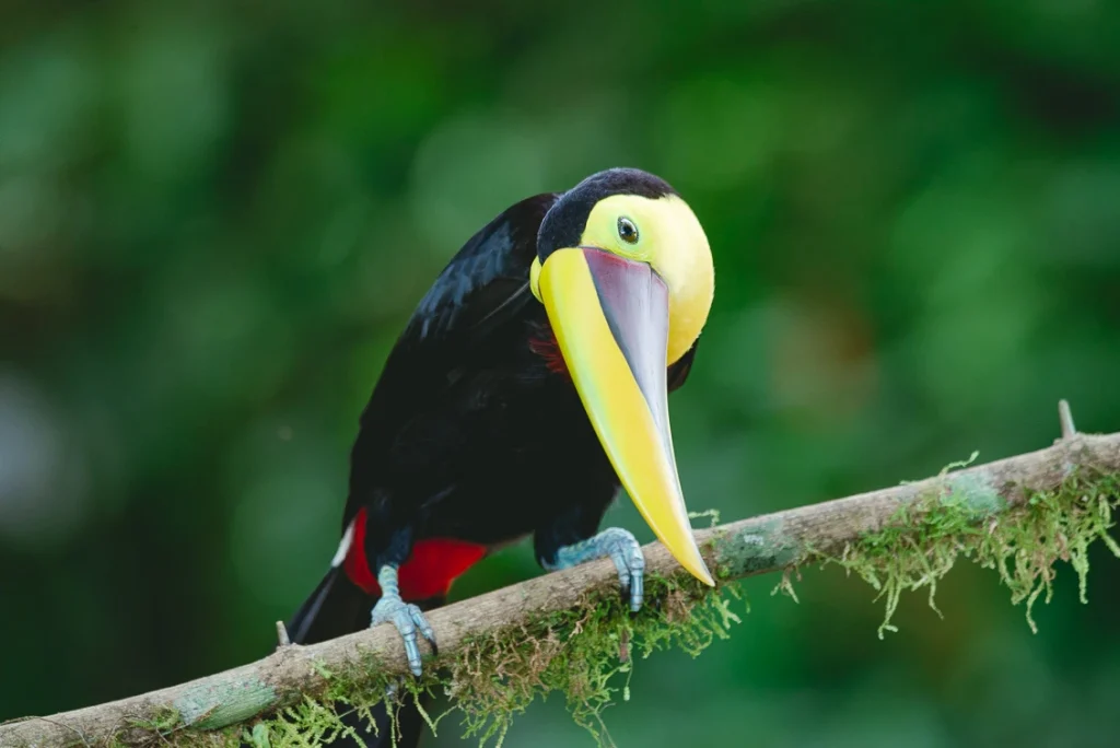 Keel-billed Toucan movin head Costa Rica