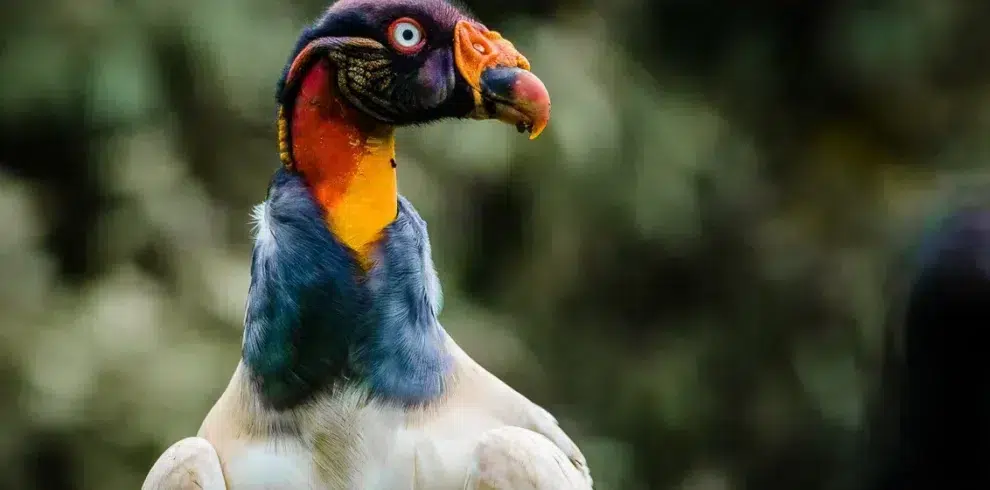 close-up of King Vulture