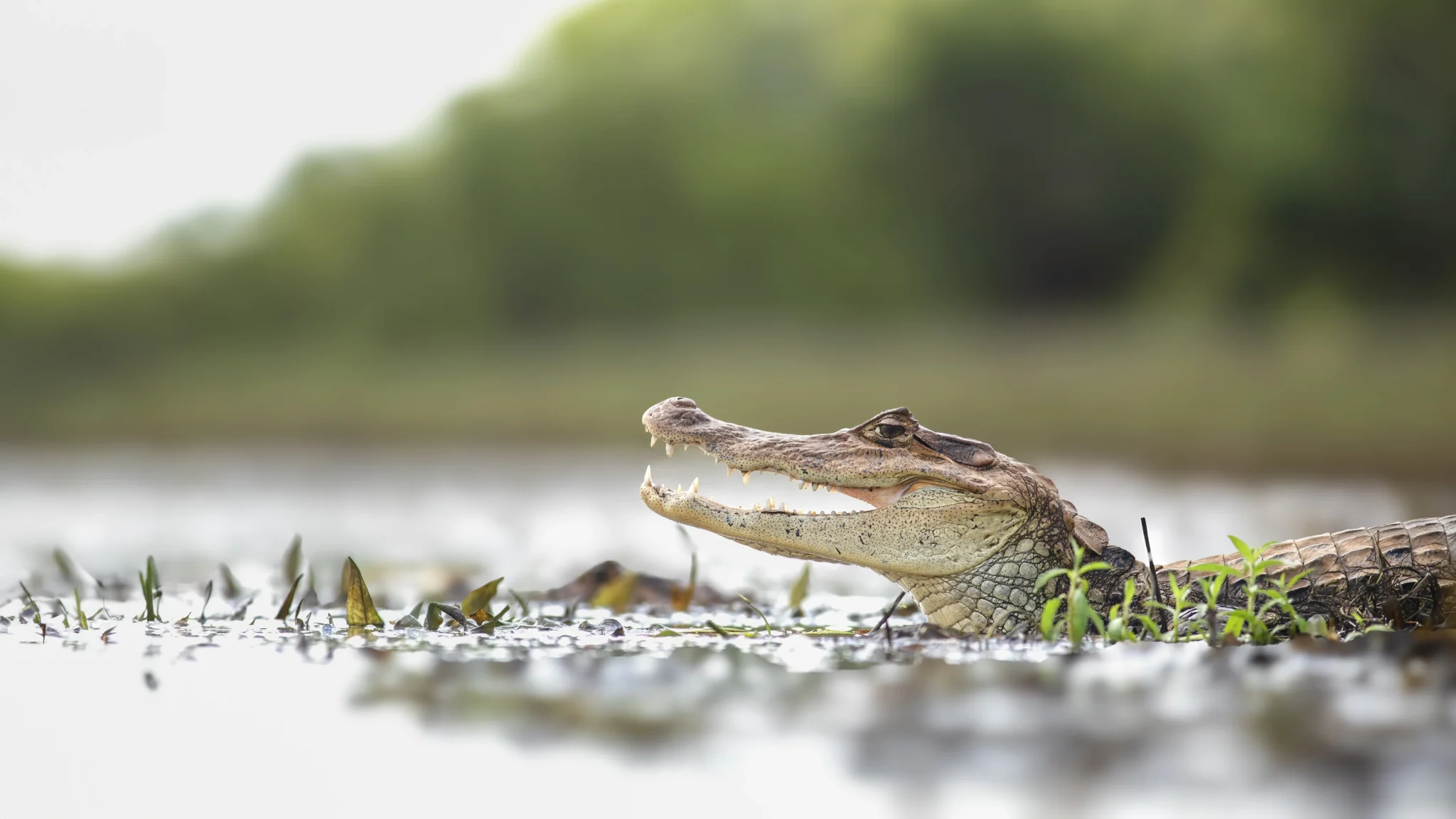 Crocodile on the river surface Costa Rica