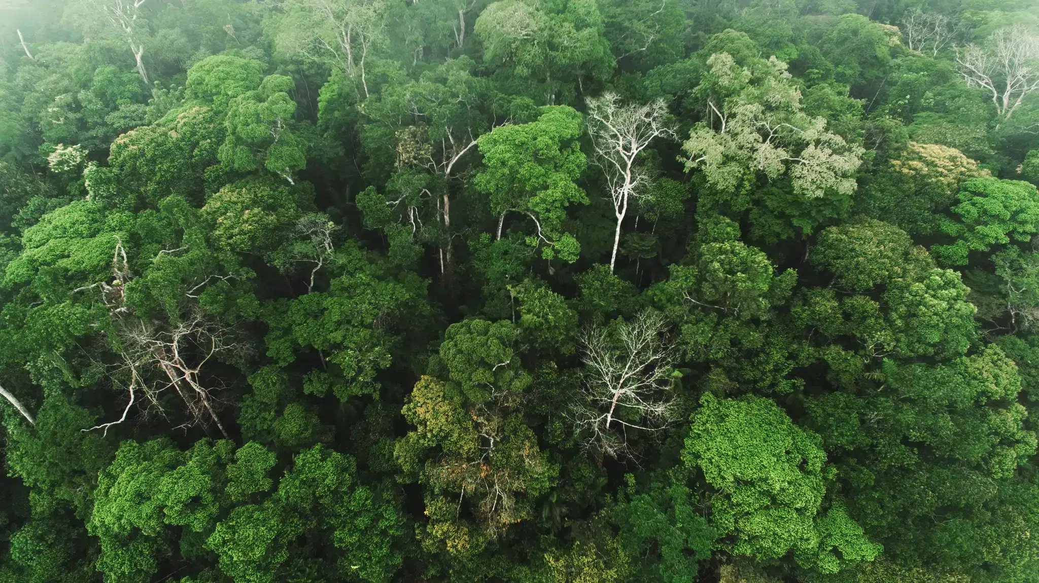 Jungle in Costa Rica