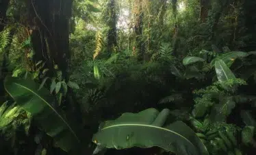 Jungle walking in Costa Rica