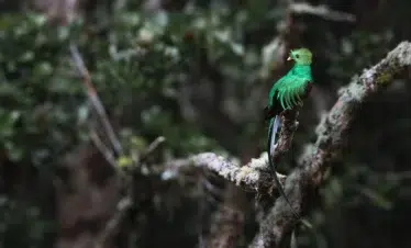 Quetzal bird on tree branch Costa Rica