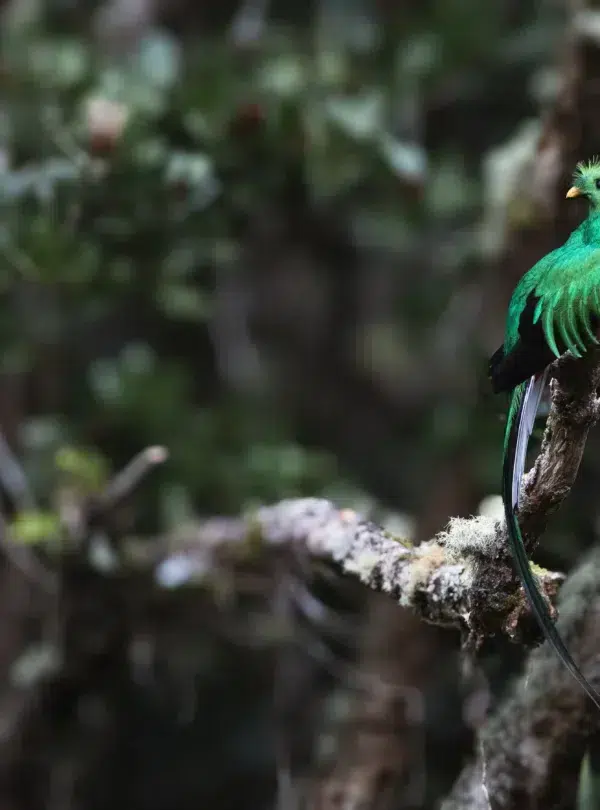 Quetzal bird on tree branch Costa Rica
