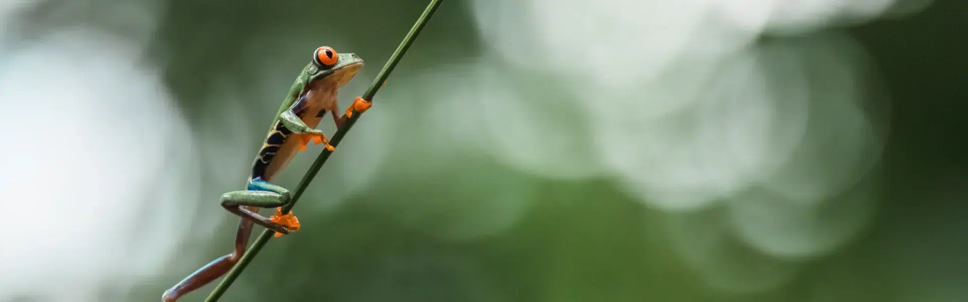 Red eyes frog walking on branch Costa Rica
