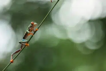 Red eyes frog walking on branch Costa Rica