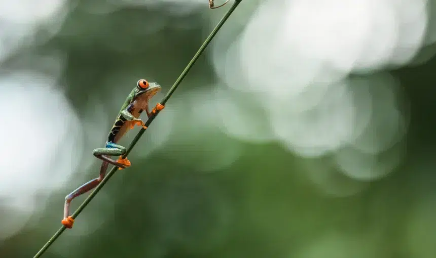 Corporate Sustainability in Costa Rica