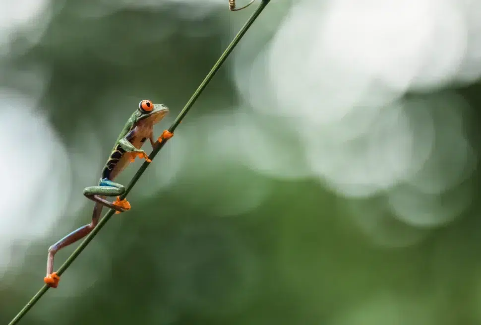 Red eyes frog walking on branch Costa Rica