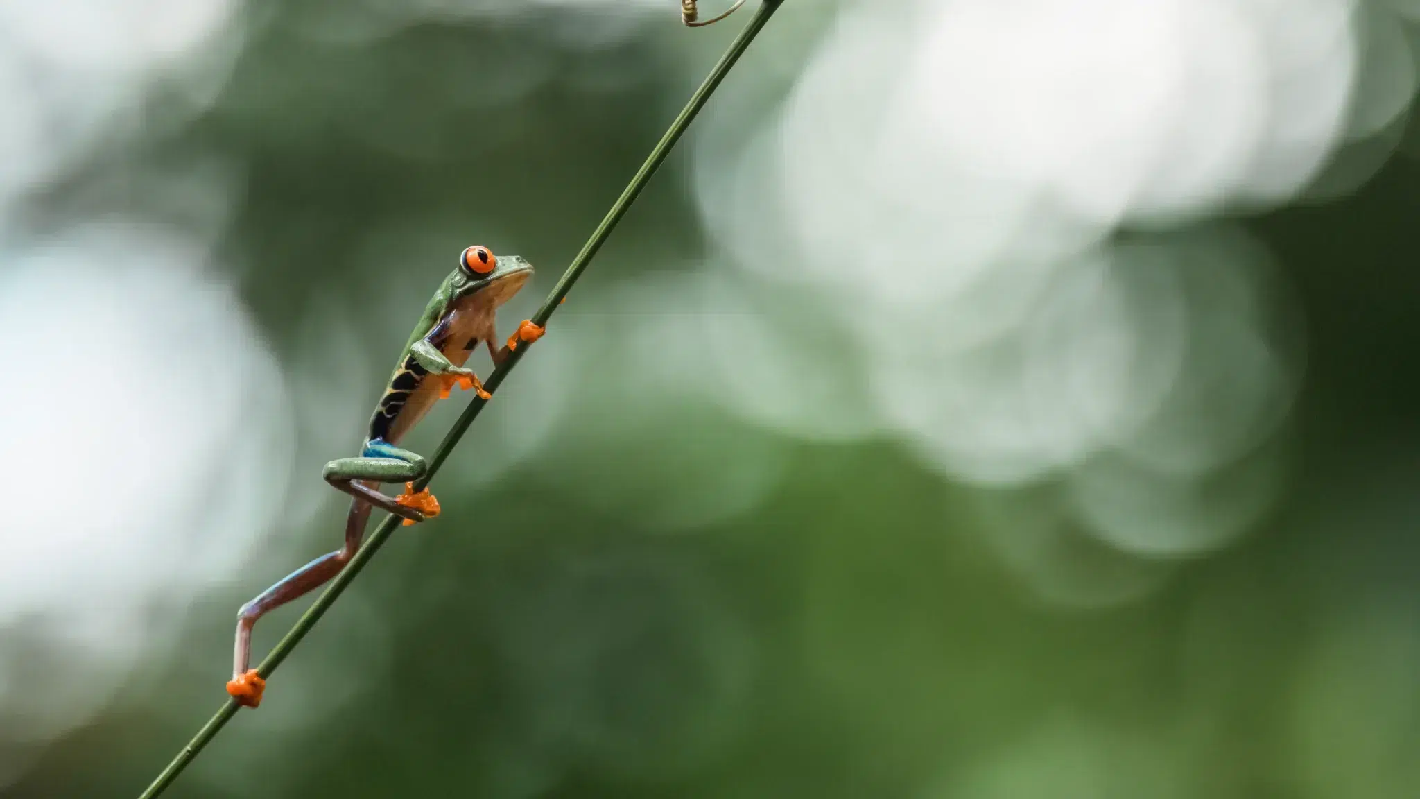 Corporate Sustainability in Costa Rica