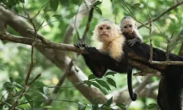 White face monlkey with baby Costa Rica